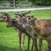 Carabine/Fusils de chasse