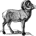 carabine sako 300 wsm