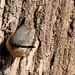 carabine à palettes