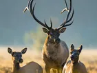 (Offre exceptionnelle) CHASSE À L’ORIGNAL EN TERRITOIRE ÉLOIGNÉ