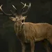 Carabine Browning X-Bolt White Gold Médaillon 270wsm et 300 wsm