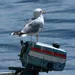 livre de reparation pour moteur a bateau