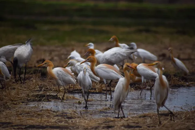 fusil cal 12 fusil cal 12