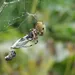 carabine de chasse