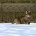 Carabine de chasse,tir