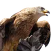 Golden Eagle Advant RH 45-60 Arc de Chasse