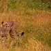carabine de chasse 308 et 12 carabine de chasse 308 et 12
