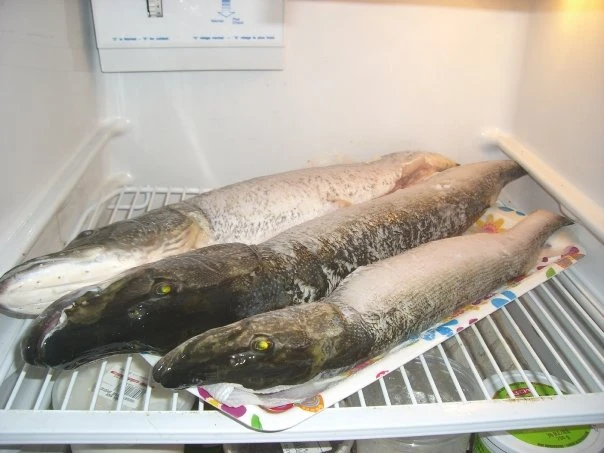 Mes Prises - Peche 2009