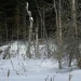 Terre boisé + – 85 acres