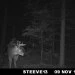 chasse aux chevreuils zone 6 carabine